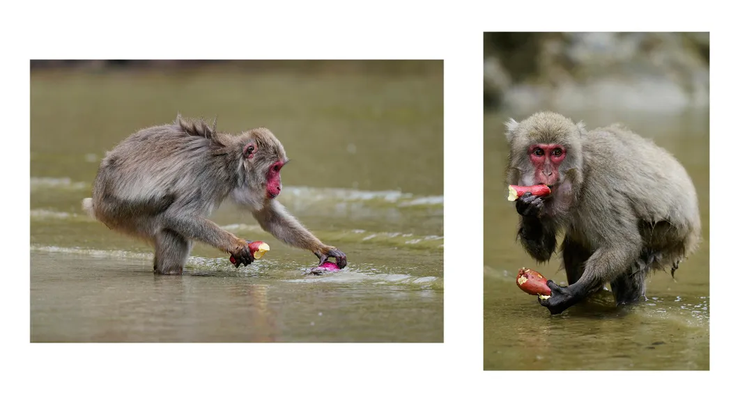 potato washing macaques