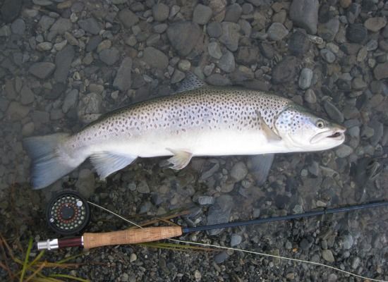 This two-foot-long brown trout