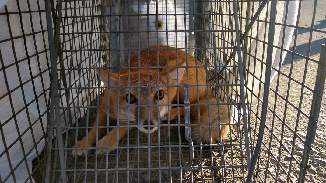 A small swift fox crouches in a live box trap, which is covered in a white sheet to help keep the fox calm.