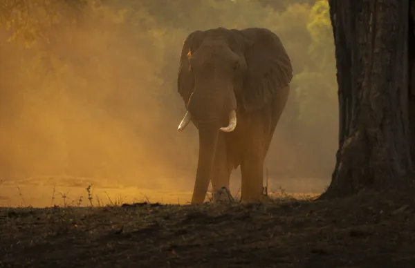 Mana Pools Elephant thumbnail