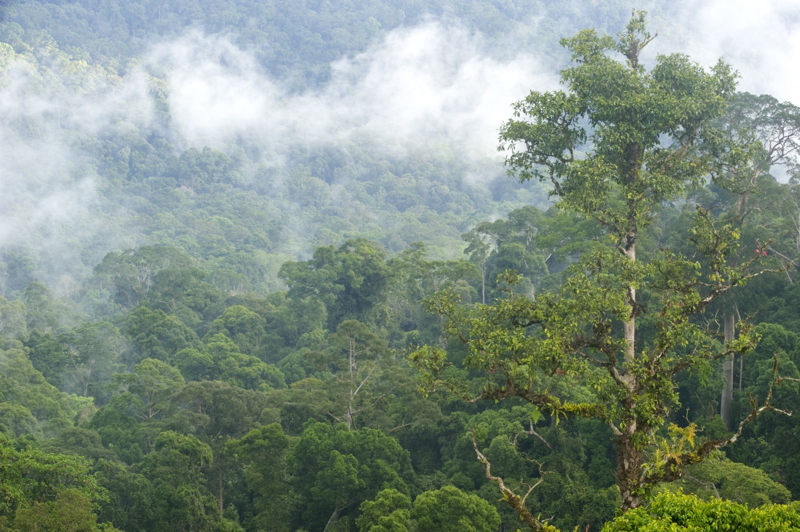 Borneo Has Lost 30 Percent of Its Forest in the Past 40 Years | Smart News|  Smithsonian Magazine