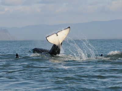Southern Resident orcas frolic in Puget Sound.