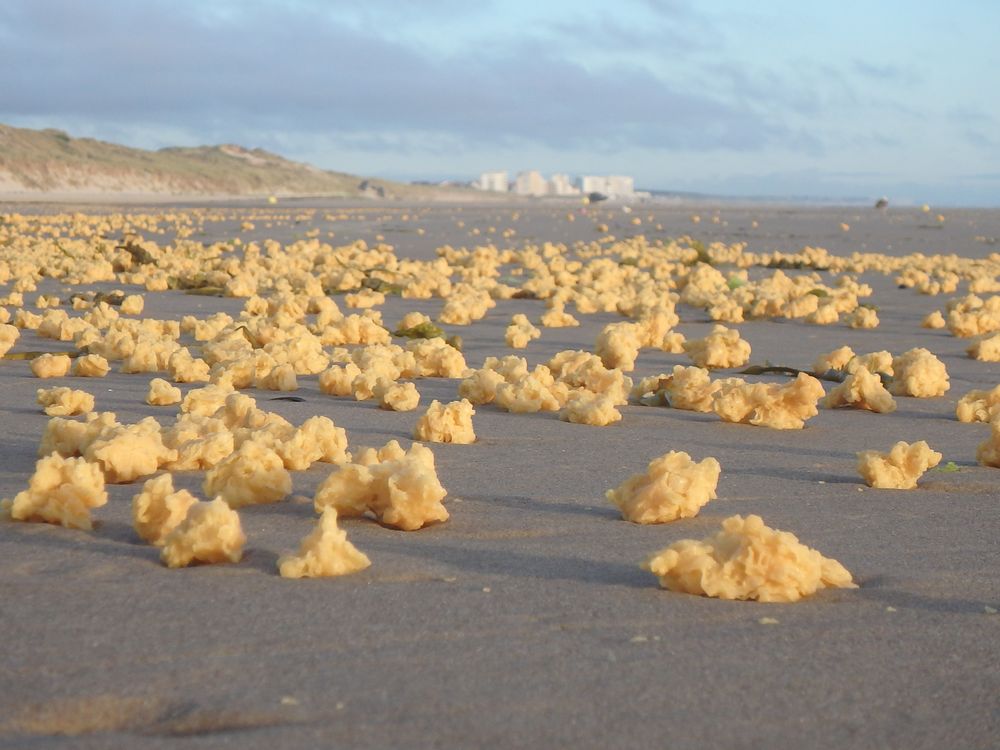 Thousands of Mysterious Yellow Sponges Wash Up On French Beaches