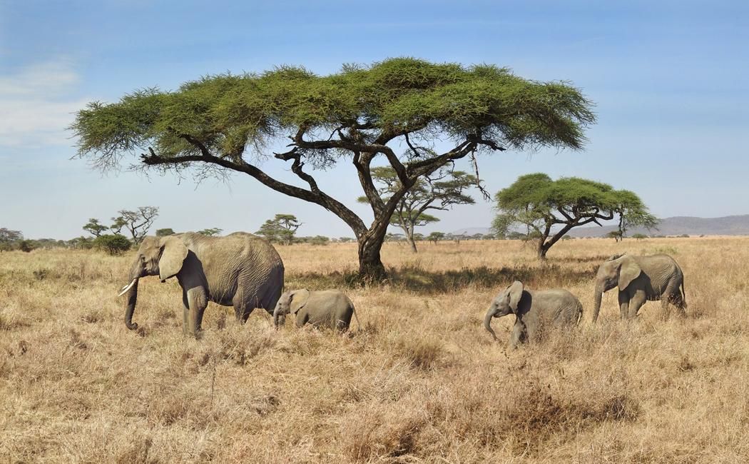 Elephant and calves amid acacia trees. Credit: Kirt Kempter