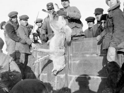 Wolf hunt in 1930