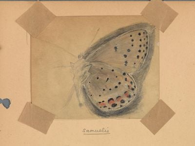 A sketch of a Lycaeides melissa samuelis butterfly.
