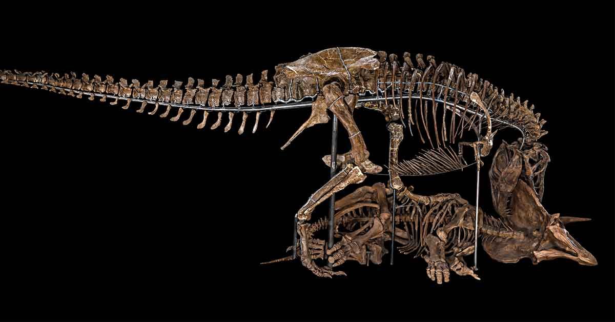 Smithsonian's National Museum of Natural History Will Reopen in June