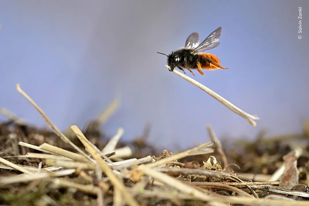 a mason bee carries a piece of grass or straw in flight above a few other pieces of the material that make up its nest