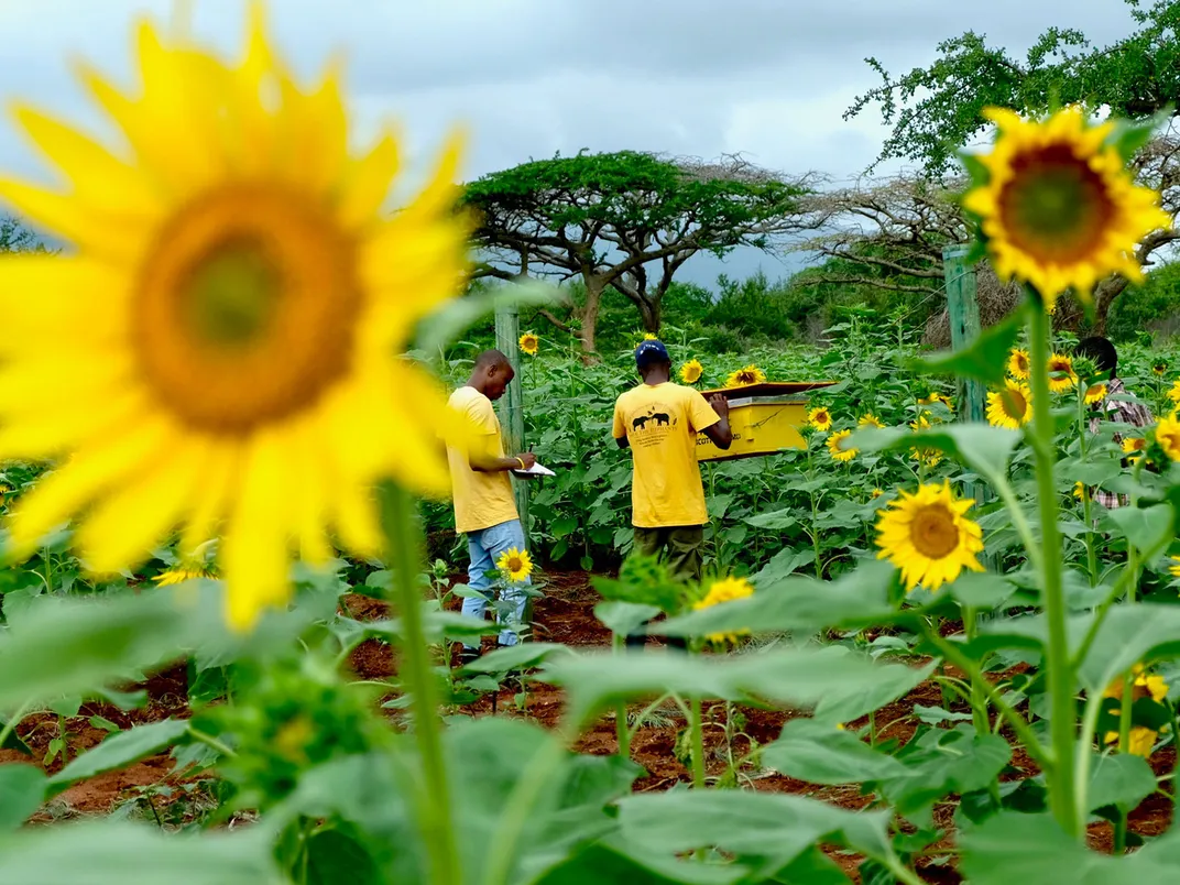 Sunflower Field With a Fence of Beehives