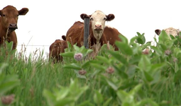 How can the right kind of farming protect our soils and our climate? Find out in Carbon Cowboys. © 2020, carbon nation.  Photo by Peter Byck