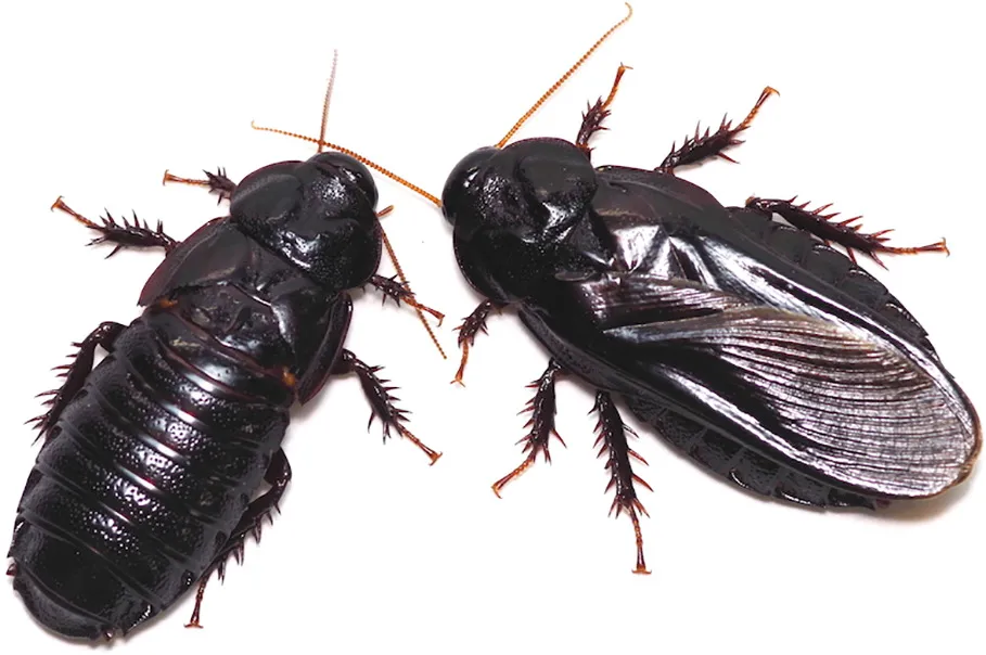 Two dark brown, shiny, wood-feeding cockroaches next to each other. They are shown against a white background. The one on the left is missing it's wings. The one on the right, has it's wings intact. 
