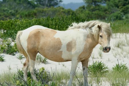 Four infected ponies were euthanized at the end of December