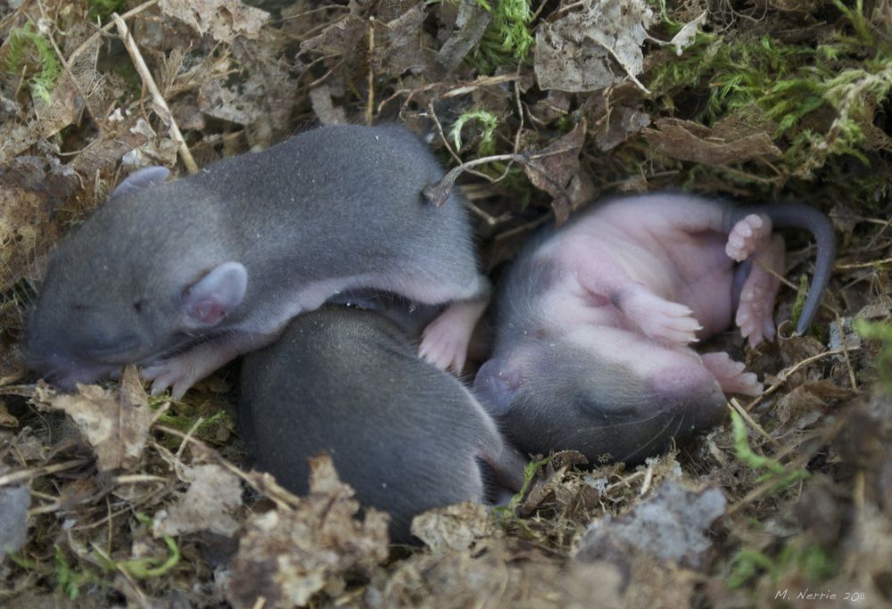 Baby Mice