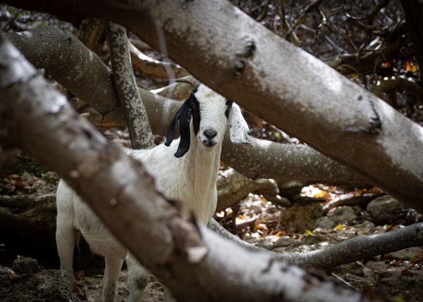 Goat Glares thumbnail