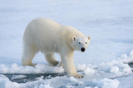 A polar bear on the pack ice north of Svalbard, Norway