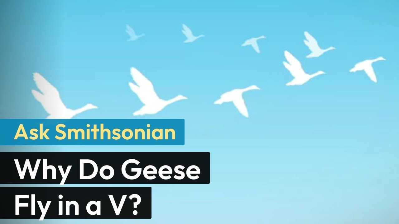 Preview thumbnail for Ask Smithsonian: Why Do Geese Fly in a V?