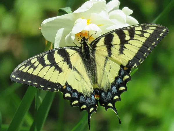 Eastern Tiger Swallowtail thumbnail