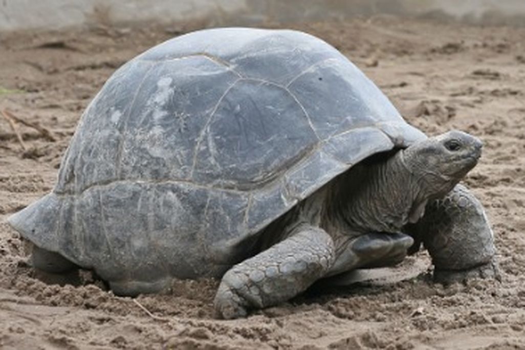 Come learn about the Zoo's Aldabras tortoises.
