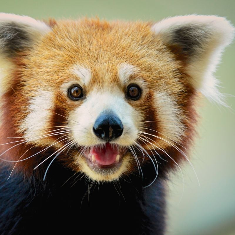 Er deprimeret selvmord fætter Eight Amazing Red Panda Facts | Science| Smithsonian Magazine