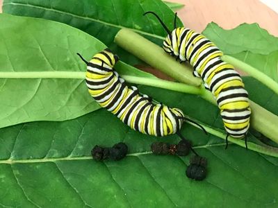 Monarch caterpillars feeding on milkweed leaves and dropping their feces (taken in the laboratory facility).