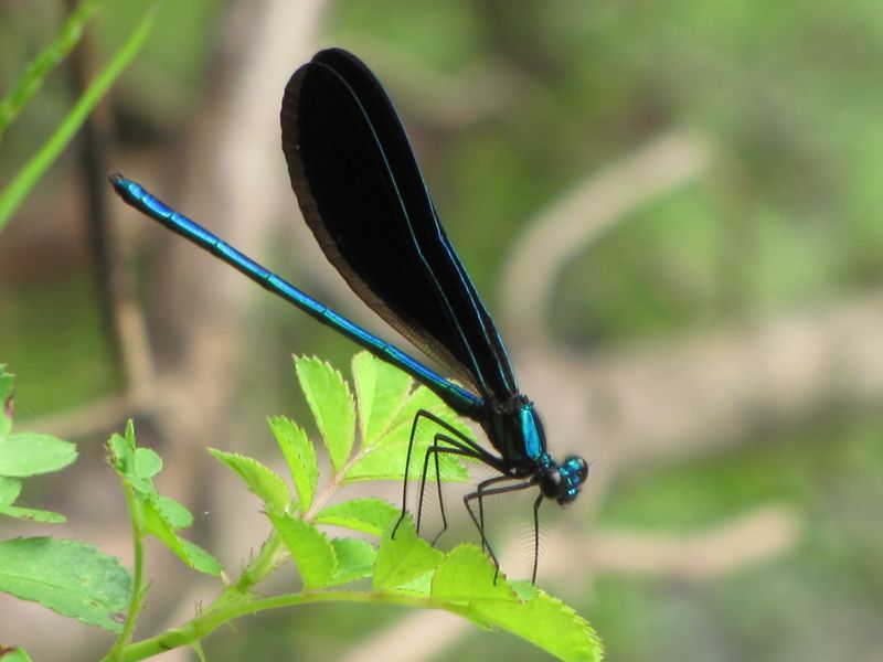 Blue Dragonfly | Smithsonian Photo Contest | Smithsonian Magazine