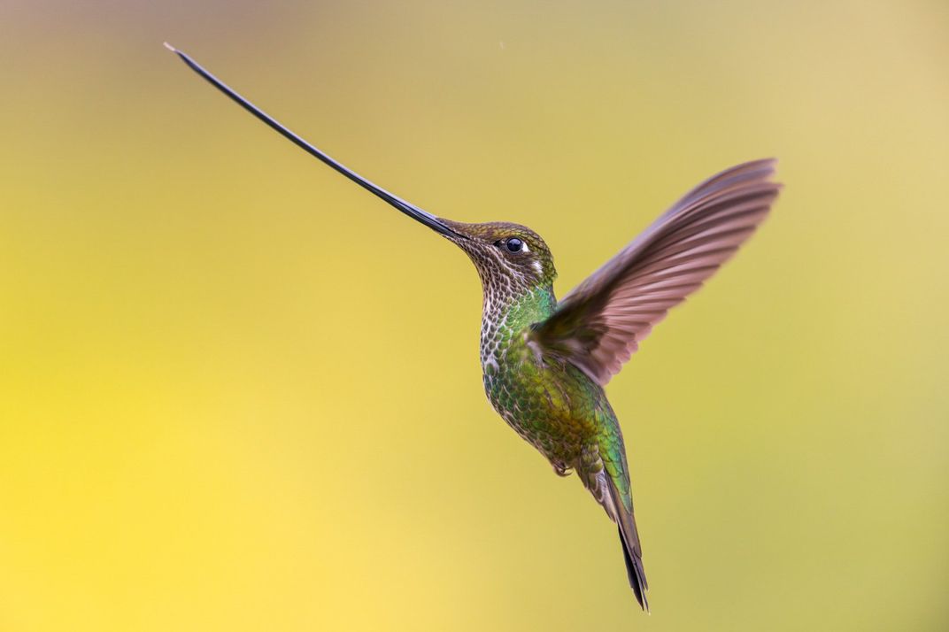 a green and pink hummingbird with a long beak in flight against a yellow background
