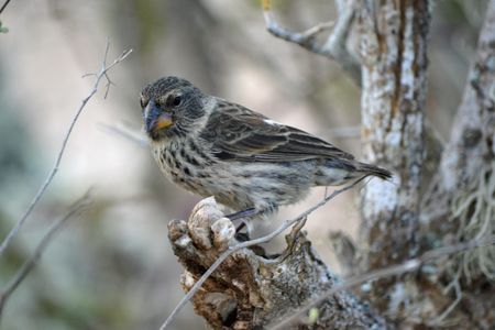 A female medium ground finch, one of at least 14 species of Darwin’s finches in the Galapagos Islands, Ecuador.