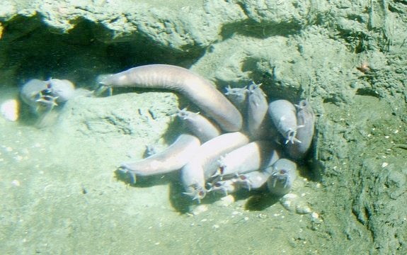 A group of hagfish hanging out on the floor of the Pacific.