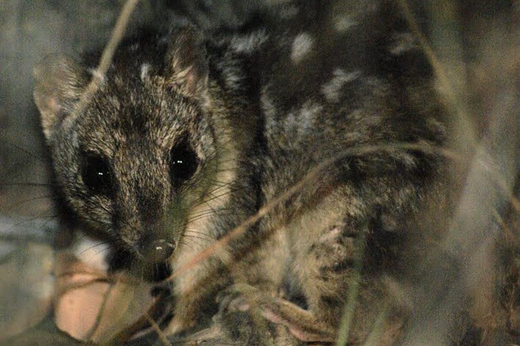 quoll.jpg