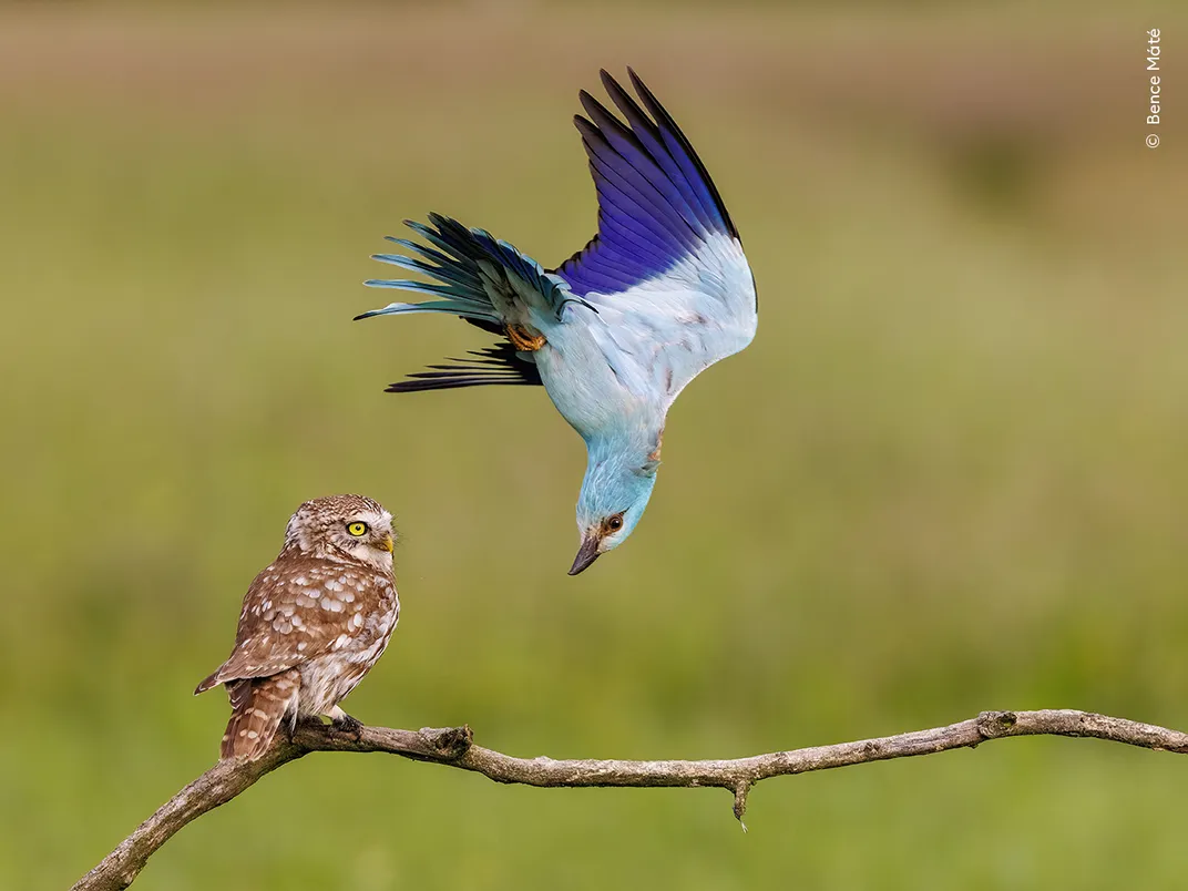 a blue and purple bird rolls in the air, looking at a small brown owl on a thin branch