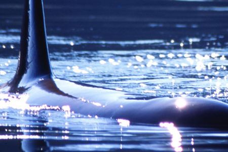 Separated from his pod along the Pacific Coast, Luna befriended the people of remote Nootka Sound on the western shore of Canada’s Vancouver Island.