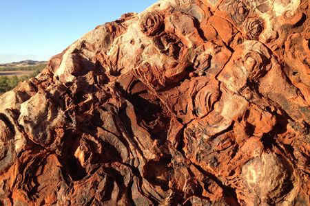 Fossilized microbial mats, or stromatolites are one of the oldest fossils found on Earth. This one lurked in shallow waters 3.4 billion years ago.
