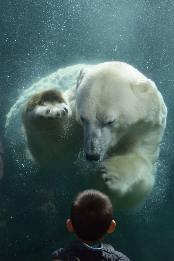 My son's close encounter with a polar bear at the Columbus Zoo and Aquarium thumbnail