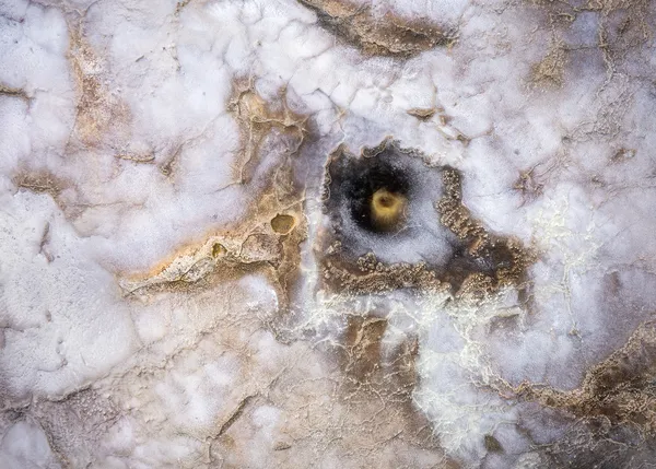 Golden bird thumbnail