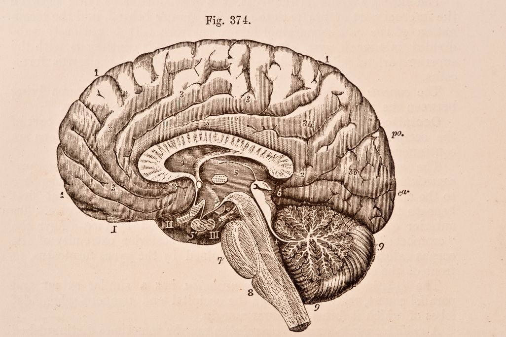 A medical illustration of the right half of a human brain