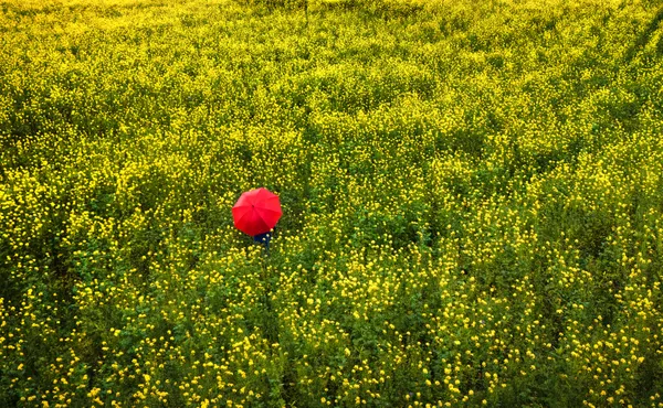 Mustard plant field thumbnail
