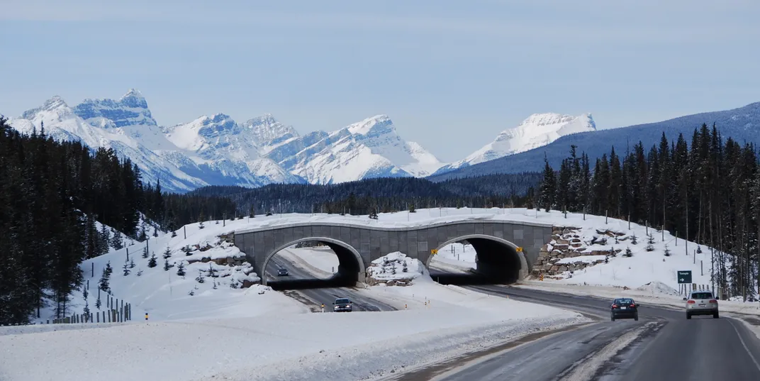 Wildlife crossing in Banff