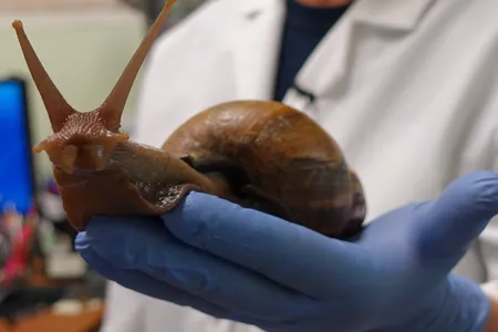 Large land snails are rich in nutrients and can weigh up to about two pounds.