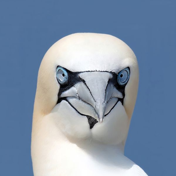 Northern Gannet thumbnail