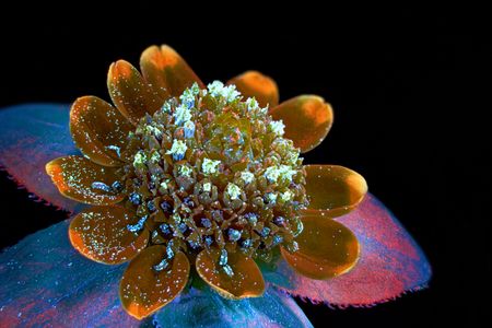 7th Place: Butter daisy (Melampodium divaricatum) flower at 2x magnification. Fluorescence. Oleksandr Holovachov, Ekuddsvagen, Sweden. 