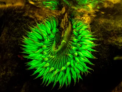 These Mesmerizing Anemones Have a Glowing Layer of Protection image