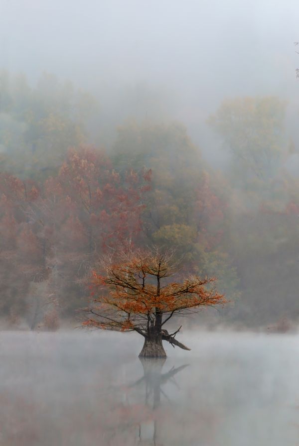 Tree on a foggy Black Friday morning walking preserve thumbnail