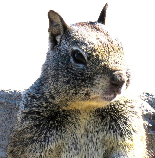 A California Ground Squirrel thumbnail