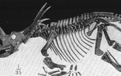 Styracosaurus at the American Museum of Natural History