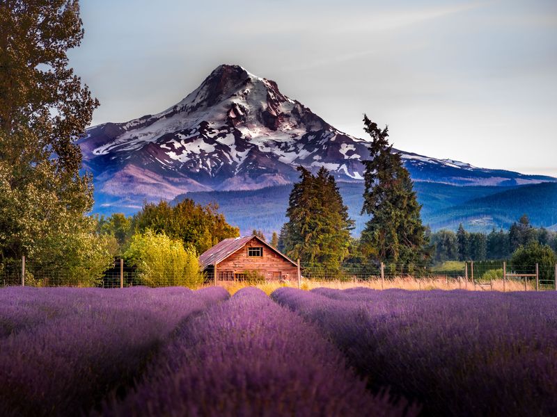 Lavender Valley in Hood River, Or Smithsonian Photo Contest