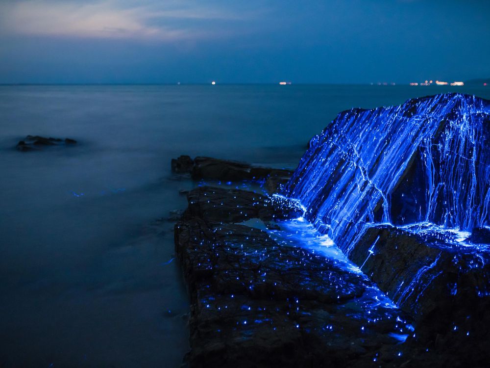 How Studying Bioluminescent Creatures Is Transforming Medical Science