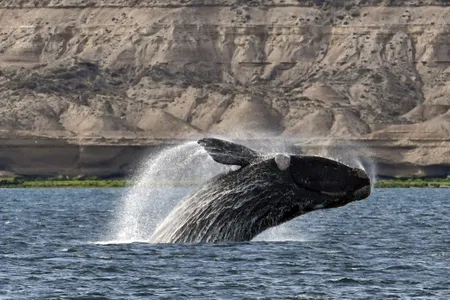 One in ten southern right whales lives past the age of 131, new research suggests.