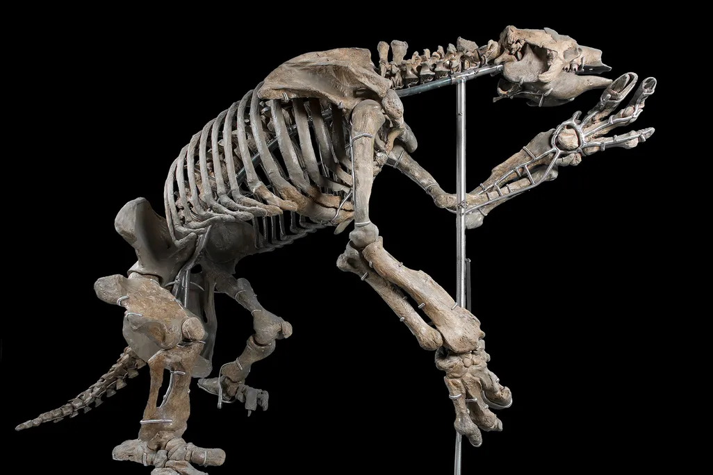 Giant Ground Sloth