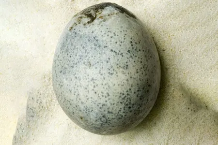 The two cracked eggs emitted a "sulfurous aroma" during excavation. 