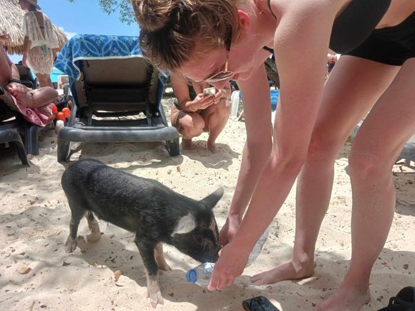 Giving a Piglet Water on a Curacao Beach thumbnail